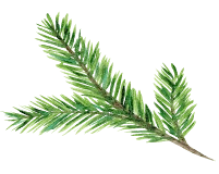 pine-tree-branch