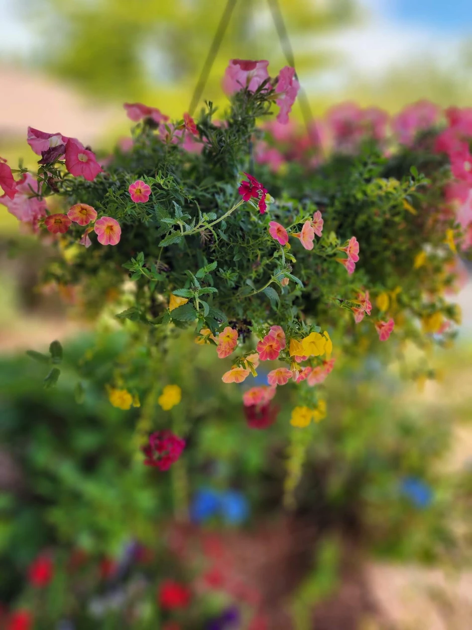 453067063_1085878239716444_1471966865970643392_n