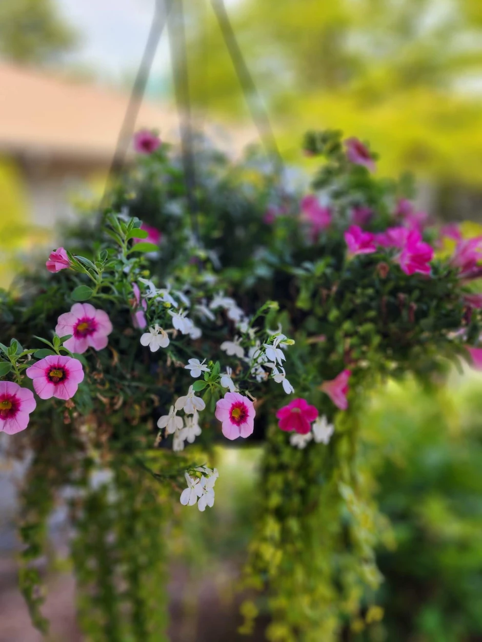 453238993_1085877976383137_77369852008723096_n