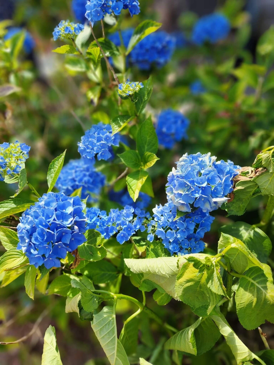 453239923_1085877836383151_5052170810631242236_n (1)