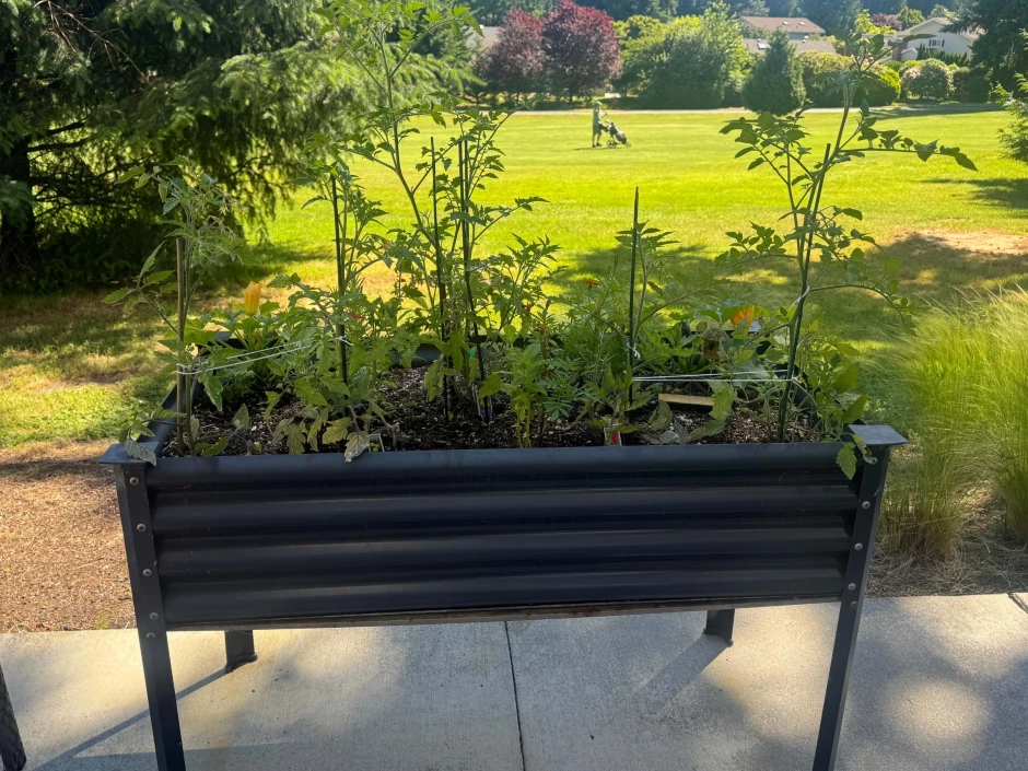 golfer garden .JPEG