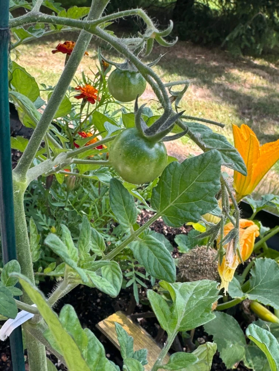 tomatos.JPEG
